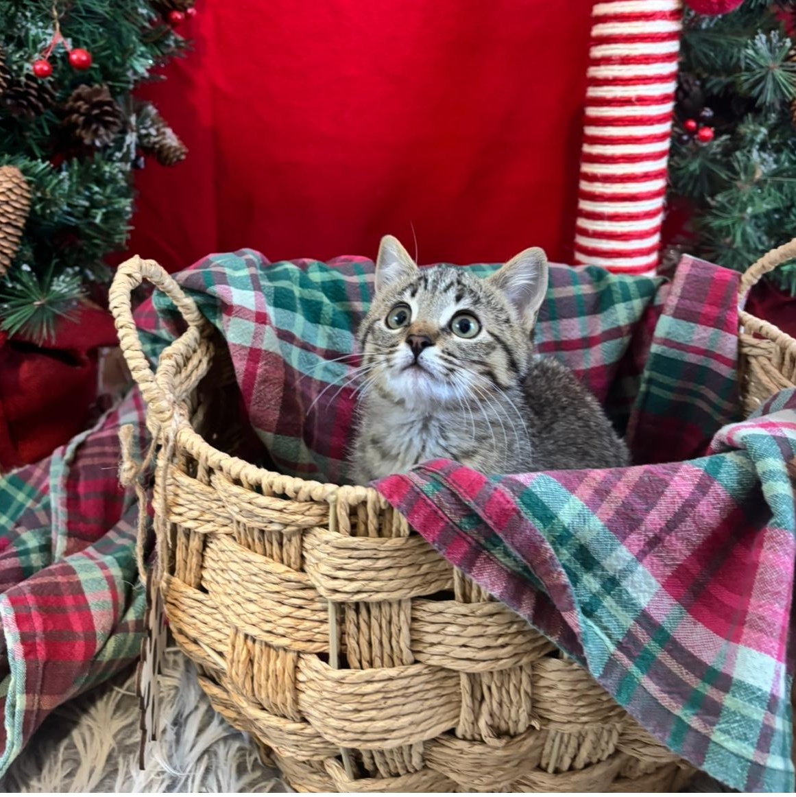 Enlarge Chunky & Pepper, a ADOPTABLE Domestic Short Hair in Cathlamet, WA image 4/6