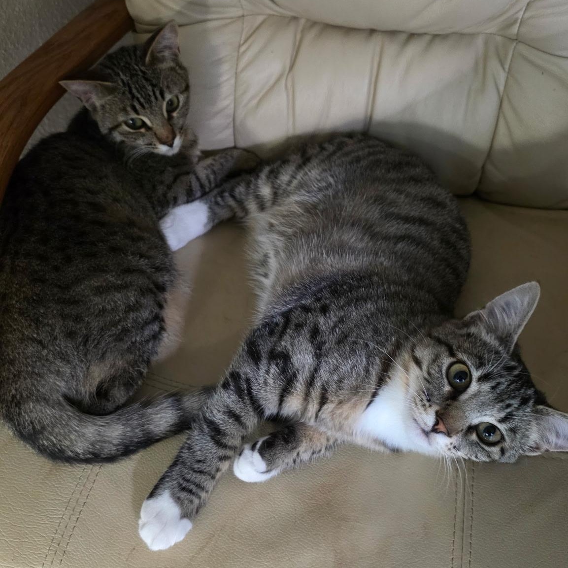 Chunky & Pepper, ADOPTABLE, Kitten Female Domestic Short Hair.