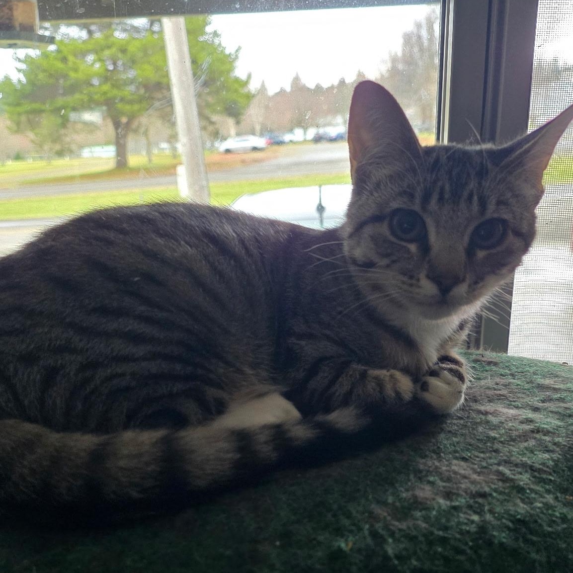 Enlarge Chunky & Pepper, a ADOPTABLE Domestic Short Hair in Cathlamet, WA image 3/6