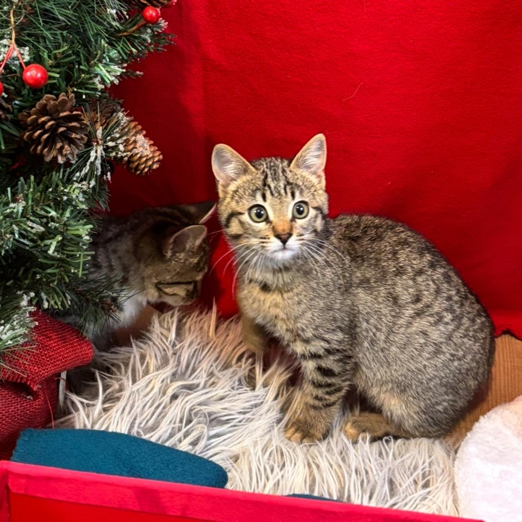 Enlarge Chunky & Pepper, a ADOPTABLE Domestic Short Hair in Cathlamet, WA image 6/6