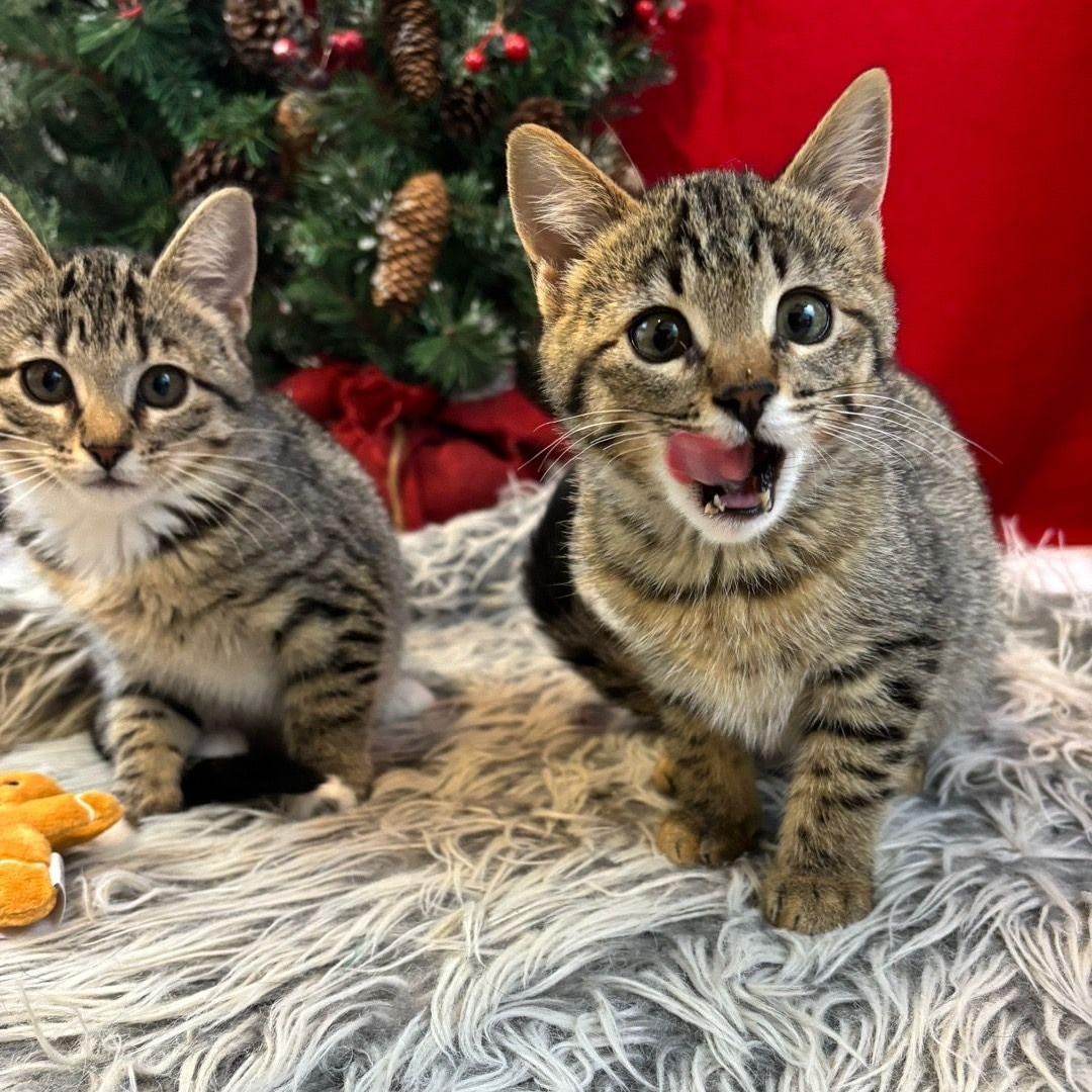 Enlarge Chunky & Pepper, a ADOPTABLE Domestic Short Hair in Cathlamet, WA image 5/6