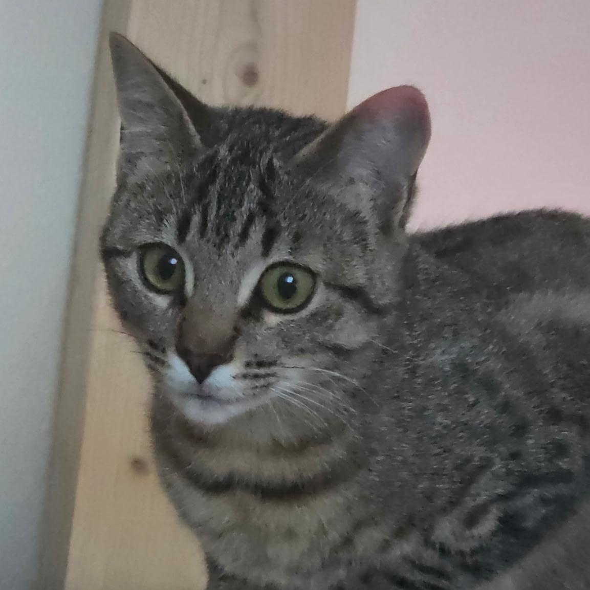 Enlarge Chunky & Pepper, a ADOPTABLE Domestic Short Hair in Cathlamet, WA image 2/6