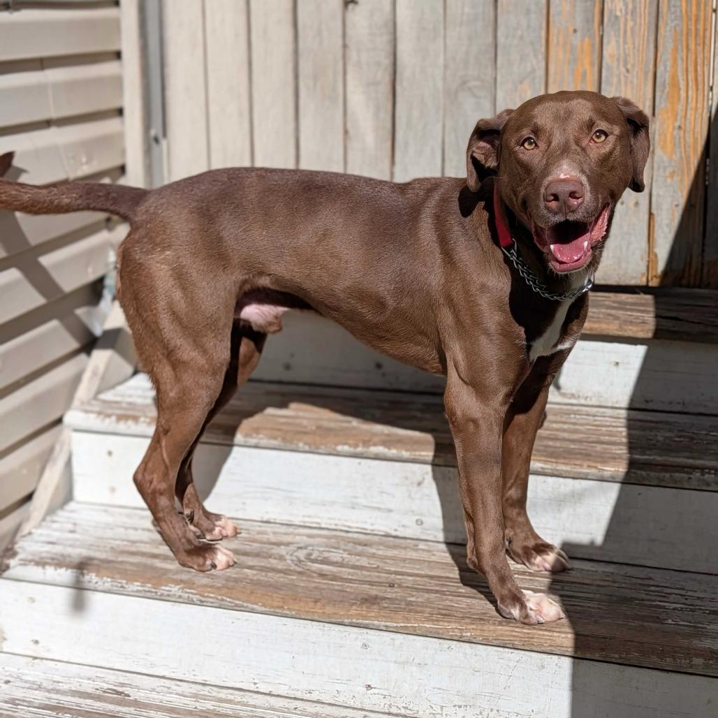 Duke — thumbnail 2