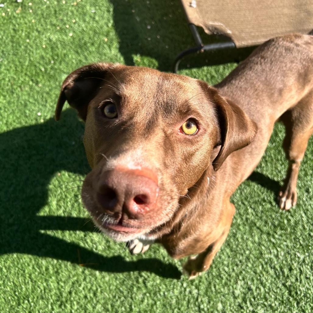 Duke — thumbnail 3