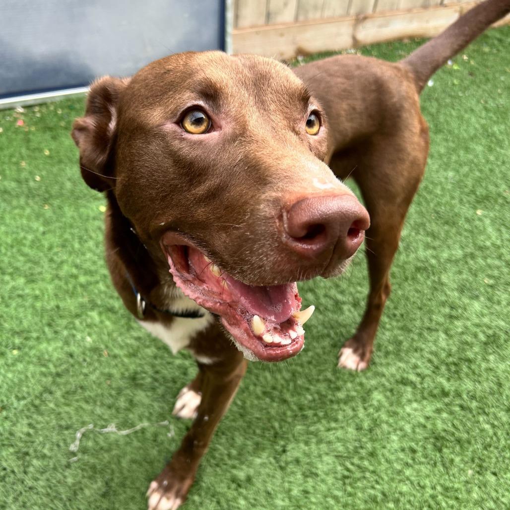 Duke — thumbnail 4