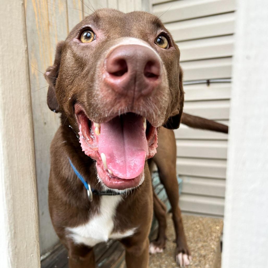 Duke — thumbnail 5