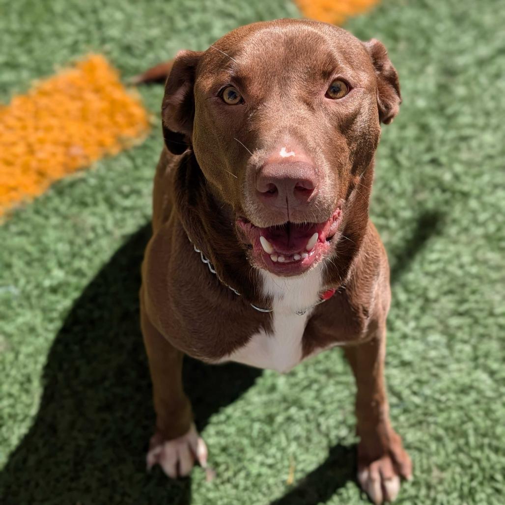 Duke — thumbnail 6