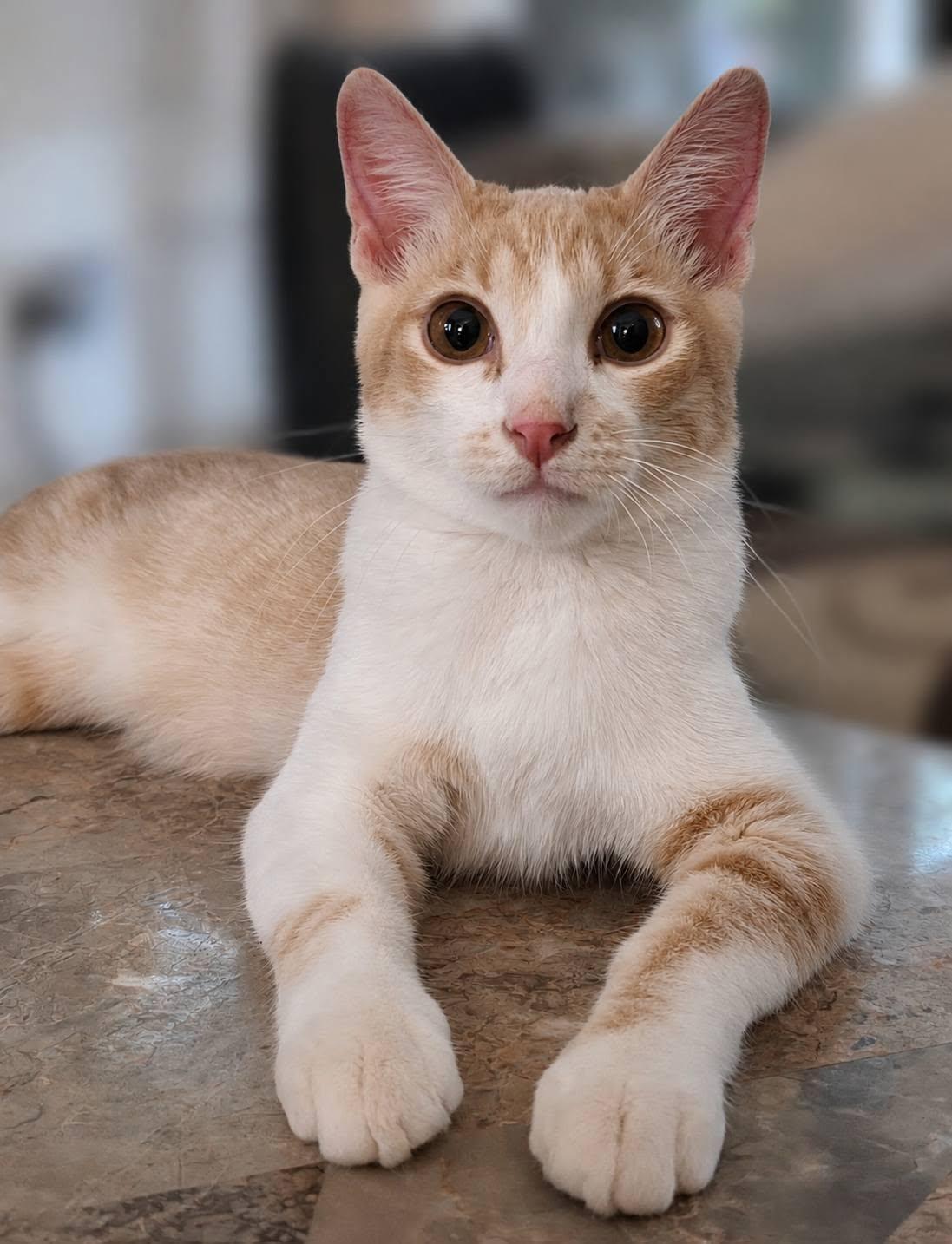 Enlarge Cheese Litter, a ADOPTABLE Domestic Short Hair in Brentwood, CA image 4/6
