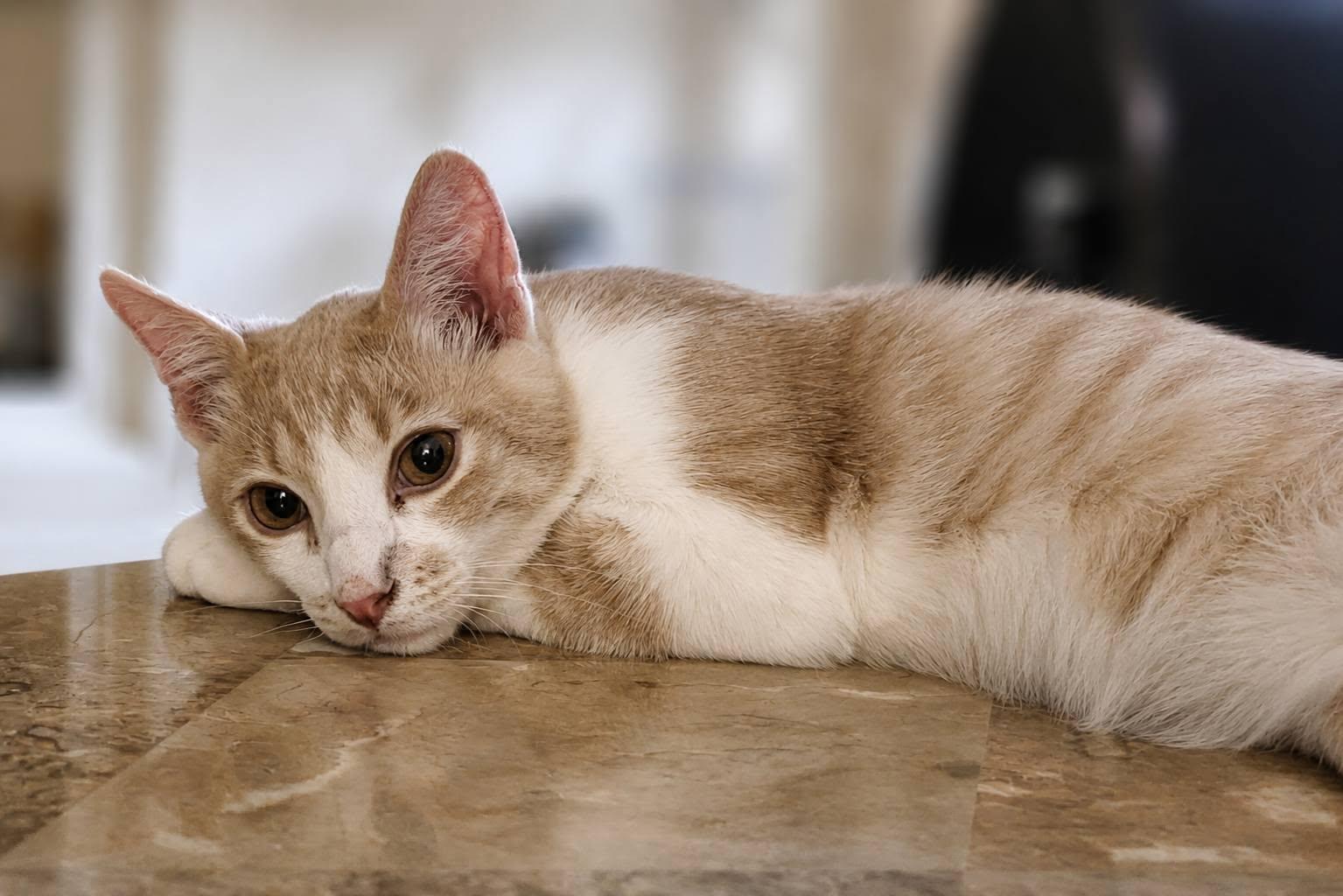 Enlarge Cheese Litter, a ADOPTABLE Domestic Short Hair in Brentwood, CA image 6/6