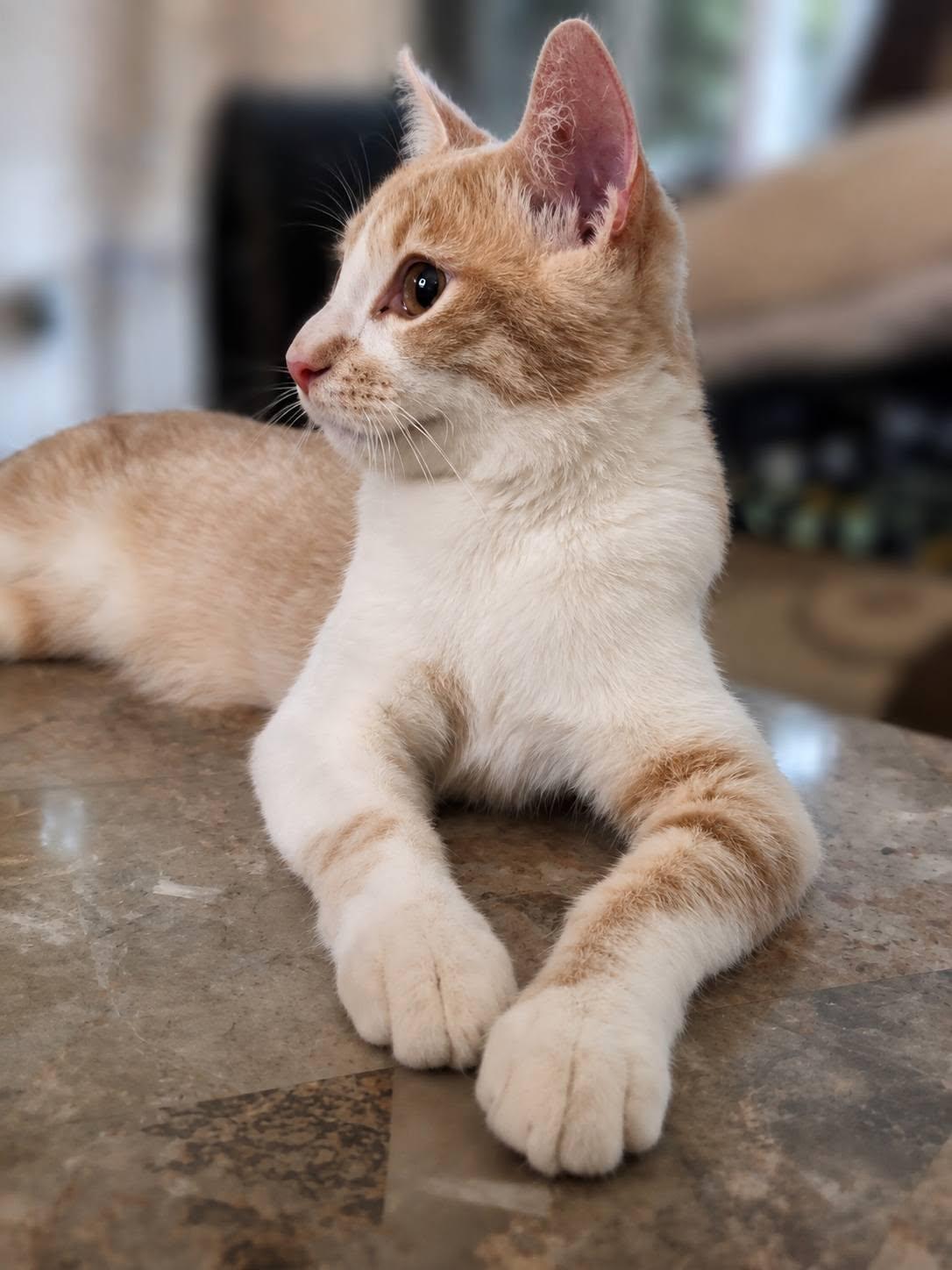 Enlarge Cheese Litter, a ADOPTABLE Domestic Short Hair in Brentwood, CA image 2/6