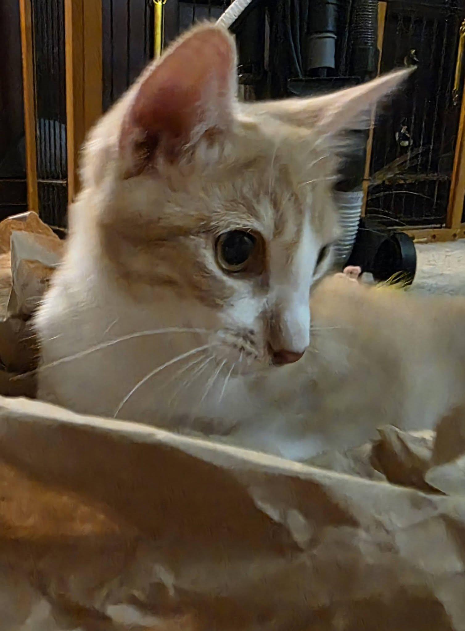 Enlarge Cheese Litter, a ADOPTABLE Domestic Short Hair in Brentwood, CA image 3/6