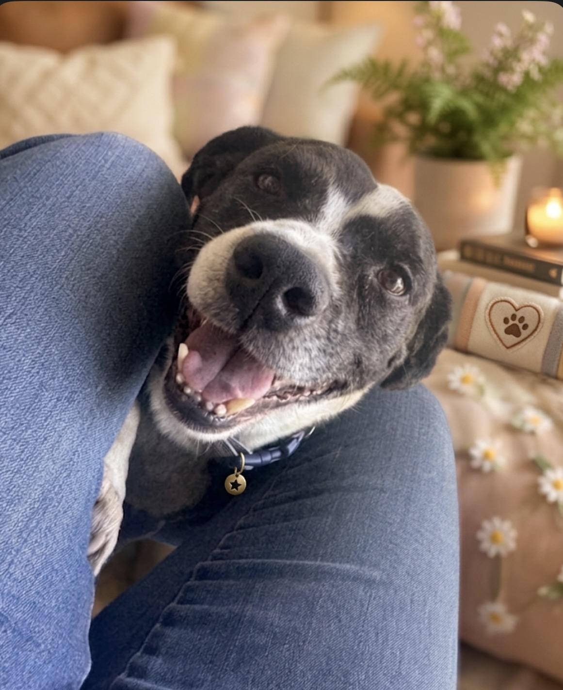 Milo, Adoptable, Adult Male Basset Hound & American Staffordshire Terrier.