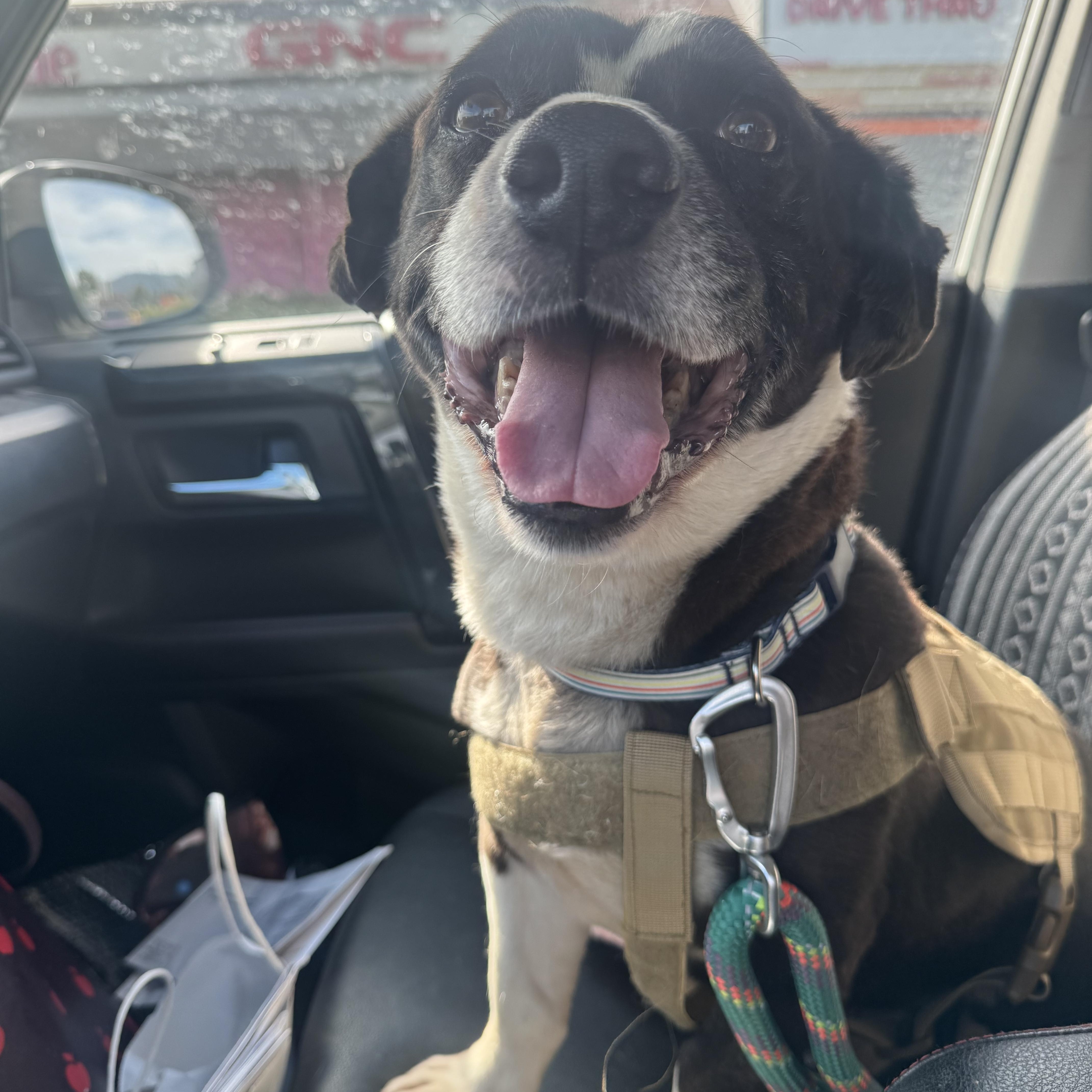 Enlarge Milo, a Adoptable mixed breed in Claremont, CA image 3/4