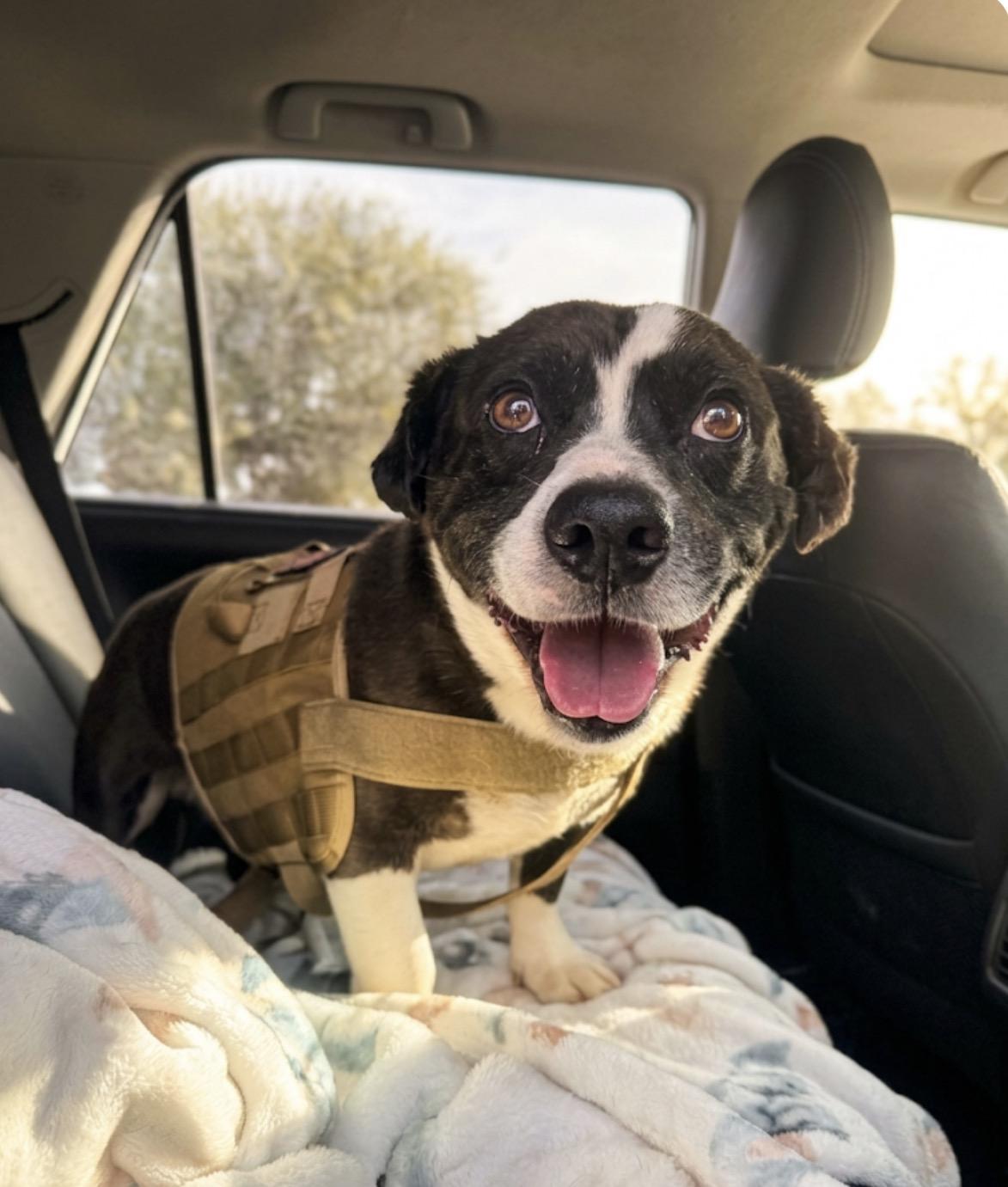 Enlarge Milo, a Adoptable mixed breed in Claremont, CA image 2/4