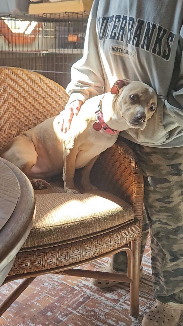 Sandy, a Adoptable Mixed Breed in CAPE MAY, NJ image 1/6