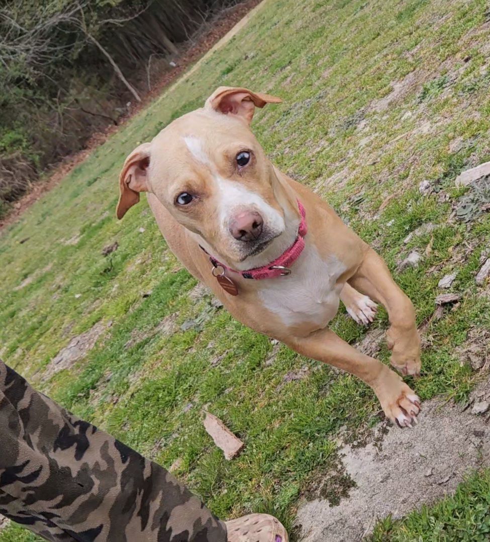 Sandy, a Adoptable Mixed Breed in CAPE MAY, NJ image 3/6