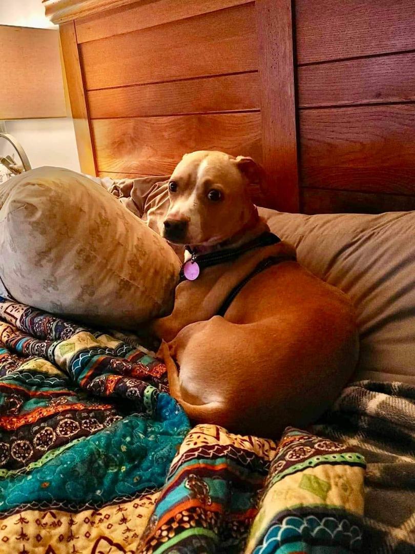 Sandy, a Adoptable Mixed Breed in CAPE MAY, NJ image 4/6