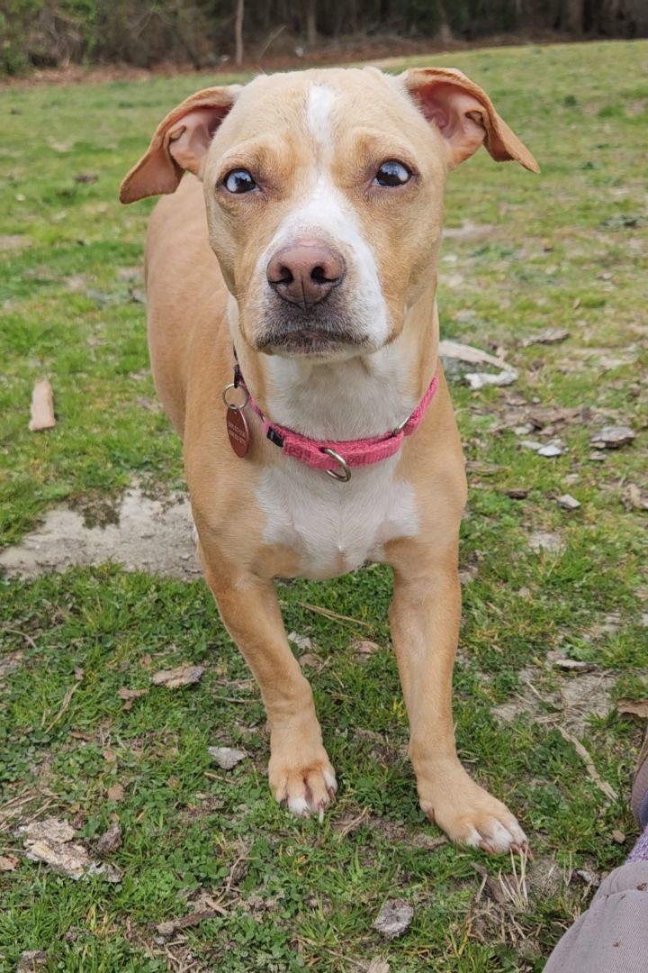 Sandy, a Adoptable Mixed Breed in CAPE MAY, NJ image 5/6