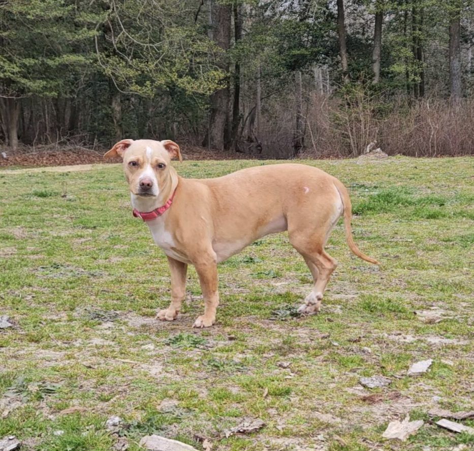 Sandy, a Adoptable Mixed Breed in CAPE MAY, NJ image 6/6