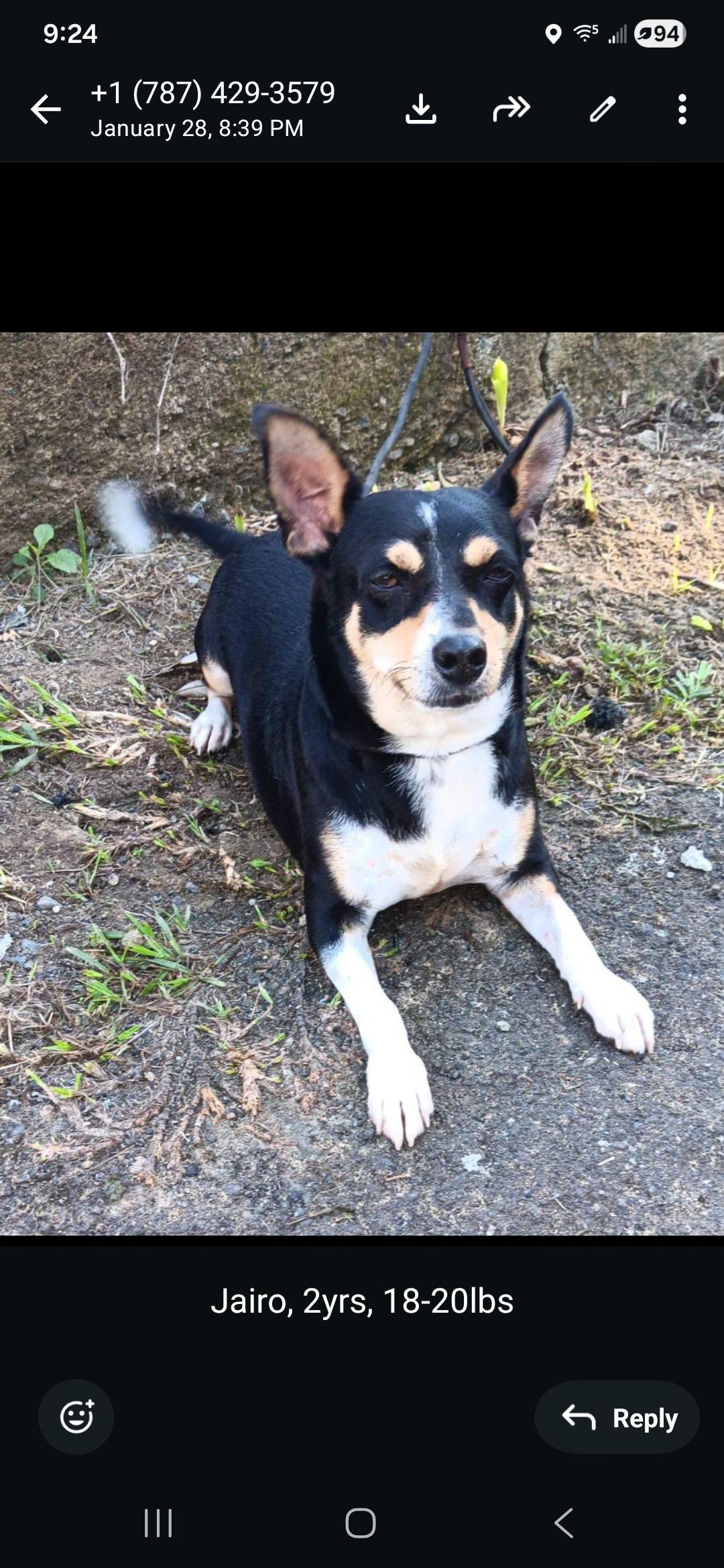 Enlarge Jario, an adopted mixed breed in New York, NY image 1/1