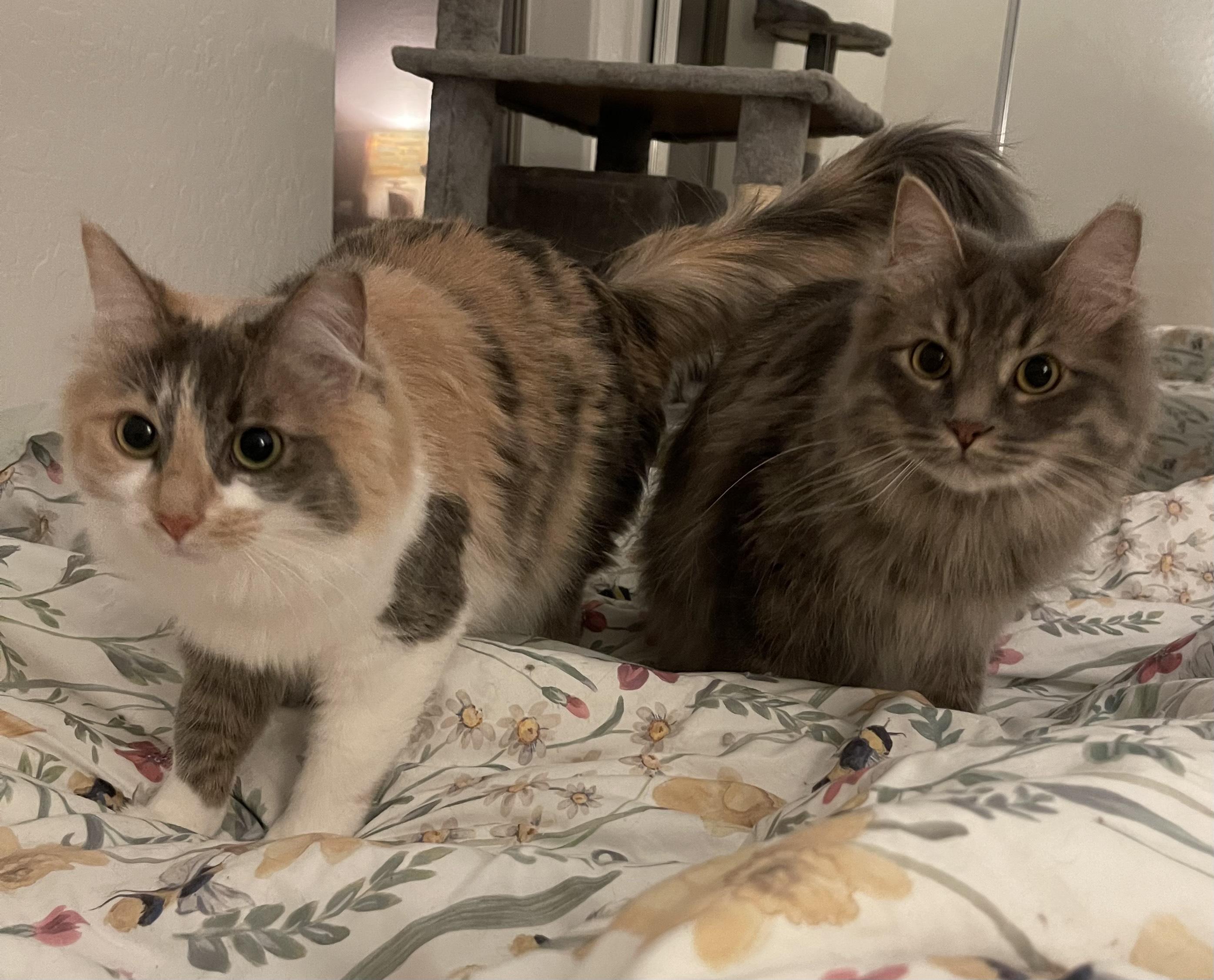 *COURTESY POST* POLLY and DARCY (bonded)*COURTESY POST, adopted, Young Female Domestic Medium Hair.
