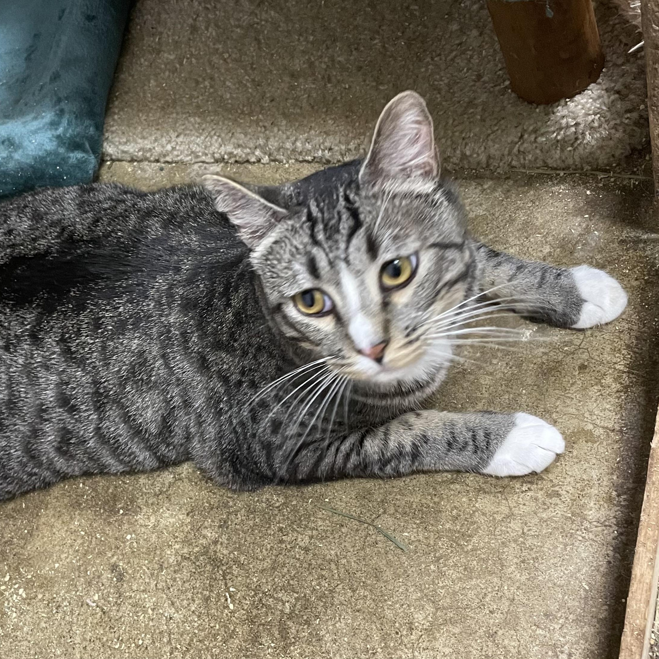 Enlarge Forney, a Adoptable mixed breed in Stanwood, WA image 2/4