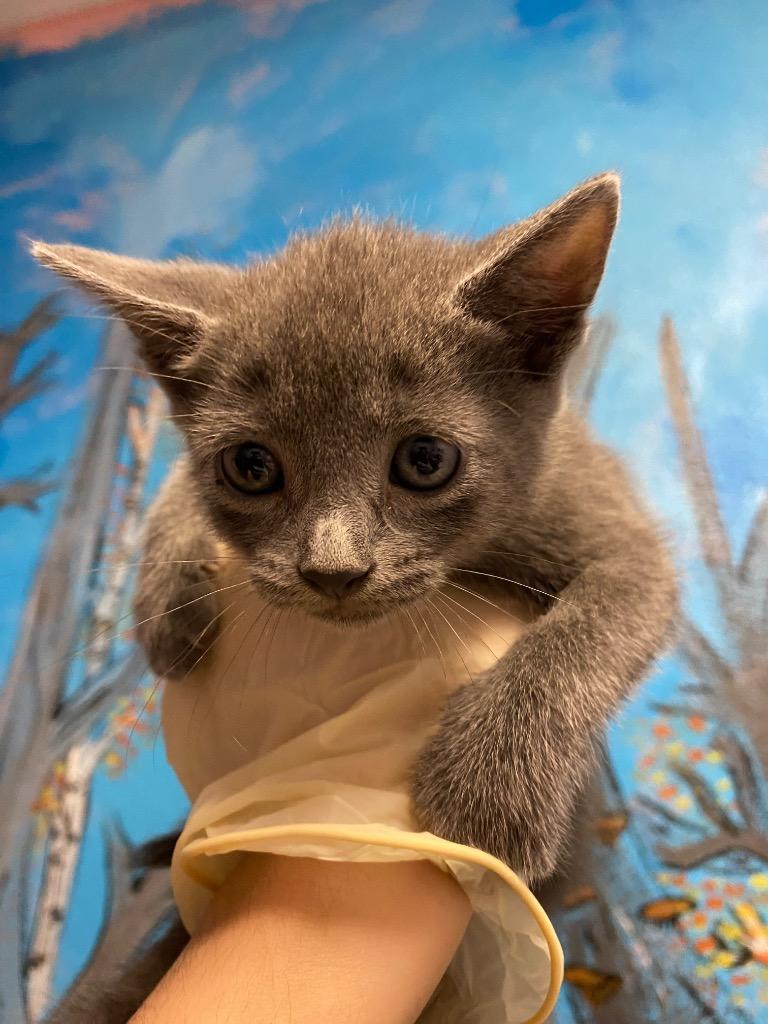 Suki (GLACEON), Adoptable, Kitten Female Domestic Short Hair.