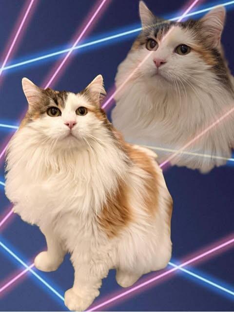 Enlarge Haley, a Adoptable Calico in Fruit Heights, UT image 1/6