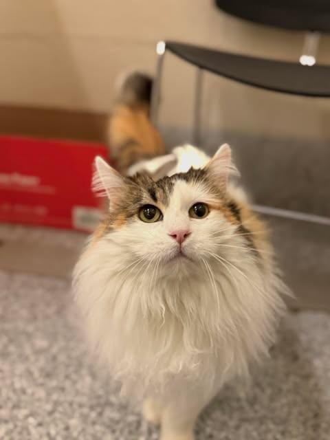 Enlarge Haley, a Adoptable Calico in Fruit Heights, UT image 2/6