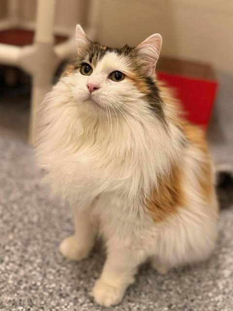 Enlarge Haley, a Adoptable Calico in Fruit Heights, UT image 3/6