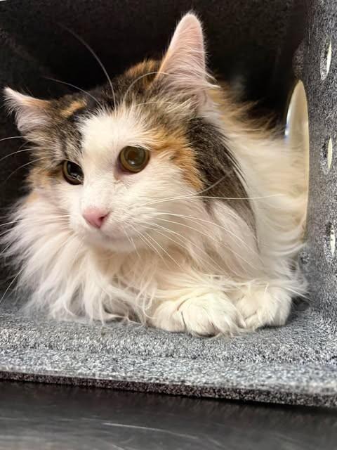 Enlarge Haley, a Adoptable Calico in Fruit Heights, UT image 4/6