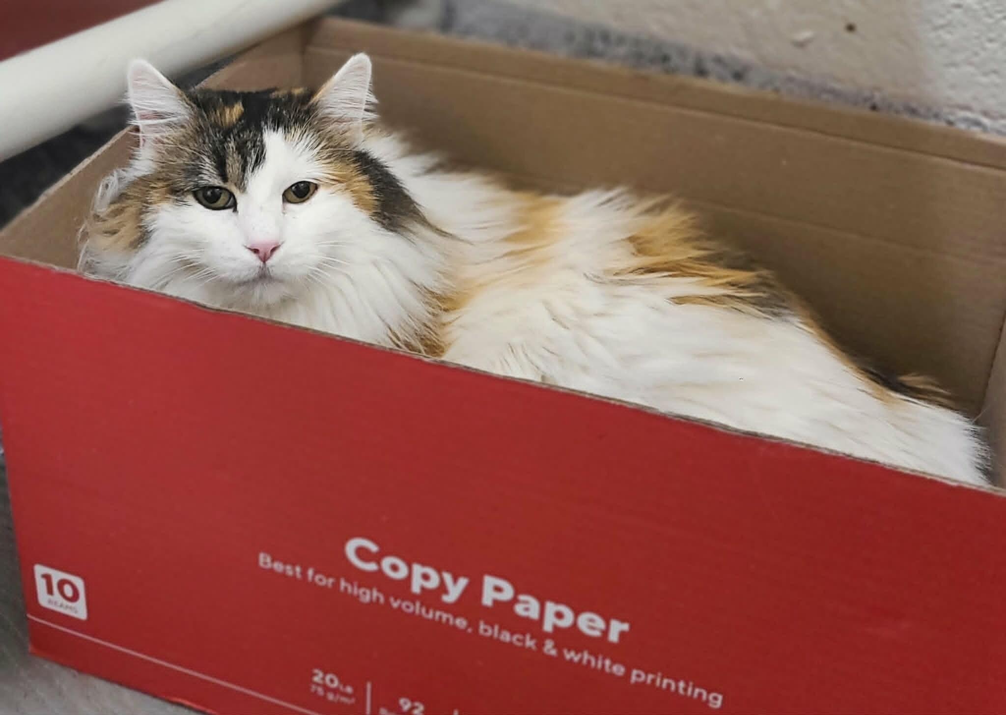 Enlarge Haley, a Adoptable Calico in Fruit Heights, UT image 5/6