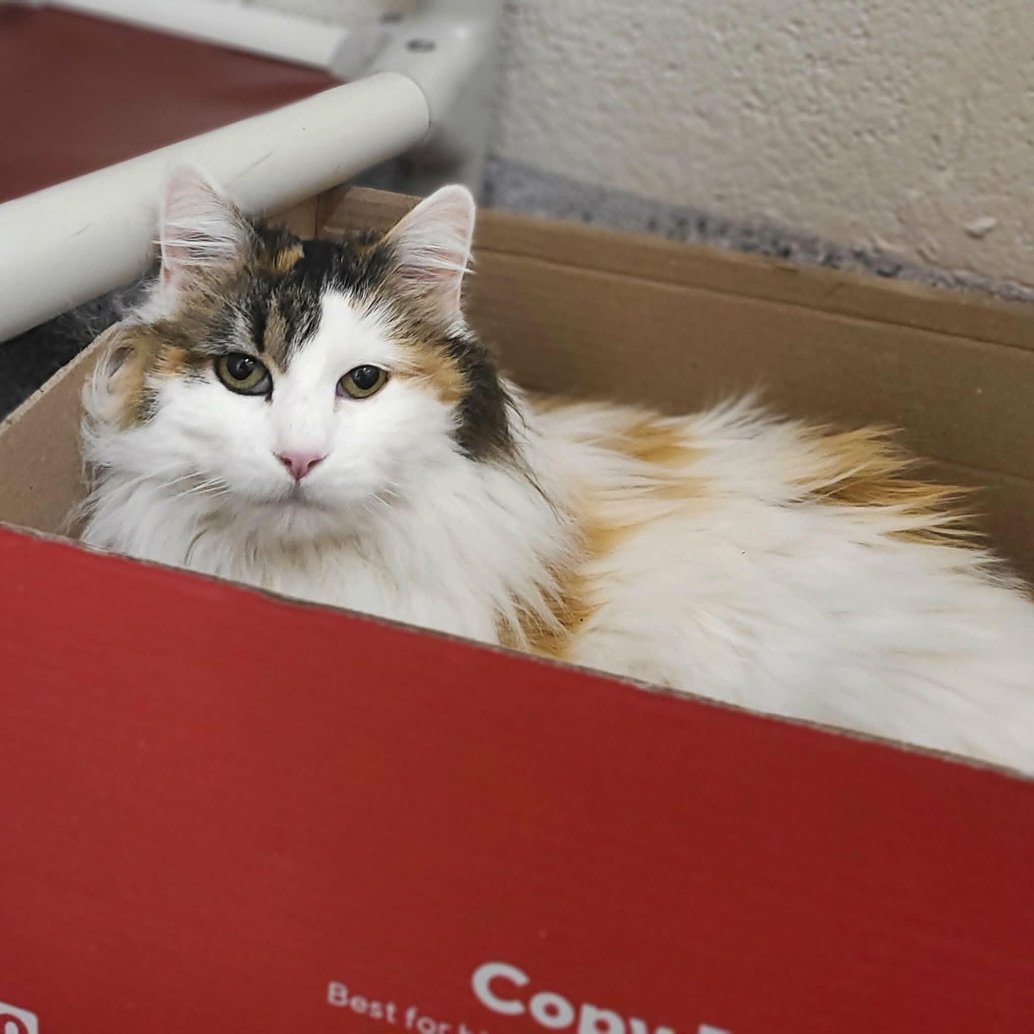 Enlarge Haley, a Adoptable Calico in Fruit Heights, UT image 6/6