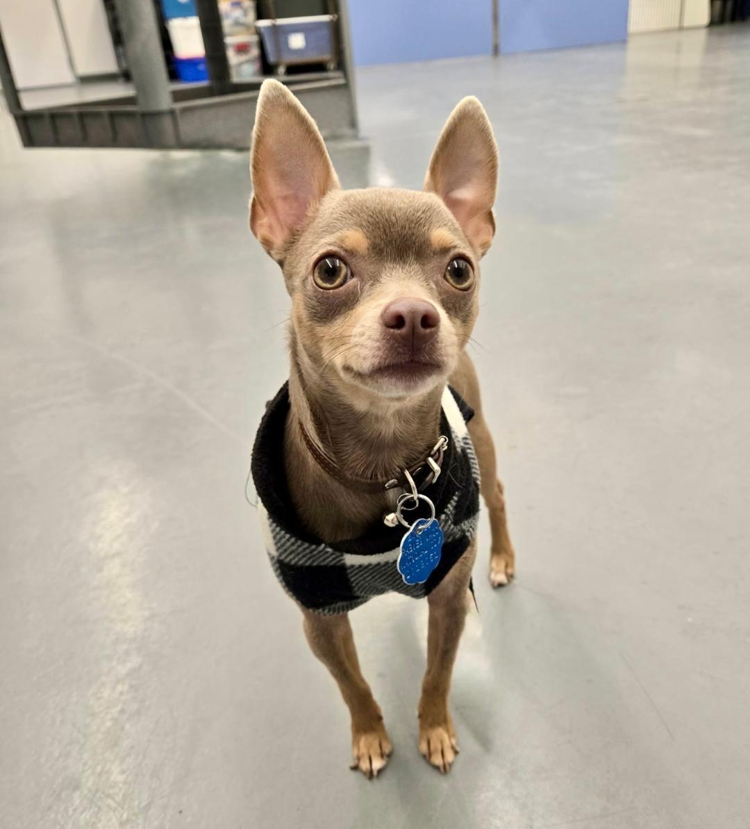 Bubbles, adopted, Young Male Chihuahua.