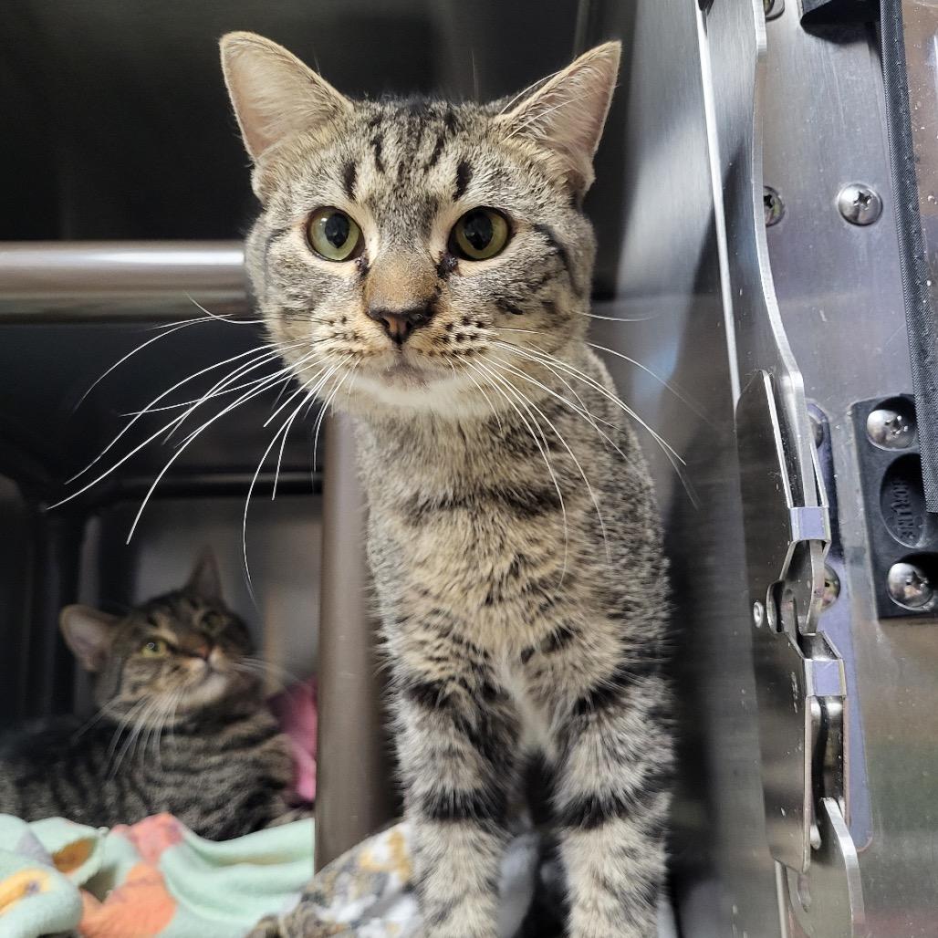 Enlarge Tabb, a Adoptable Domestic Short Hair in Windsor, VA image 1/2
