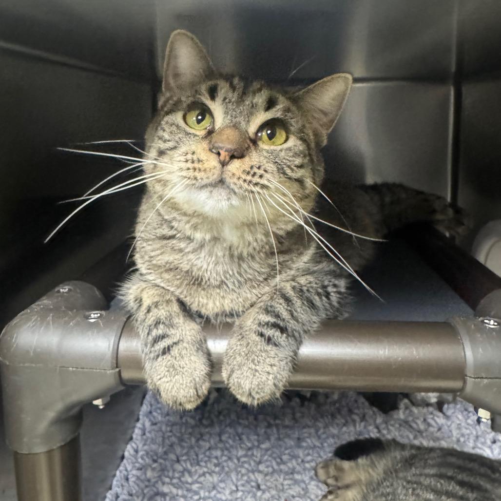 Tabb, a Adoptable Domestic Short Hair in Windsor, VA image 1/2