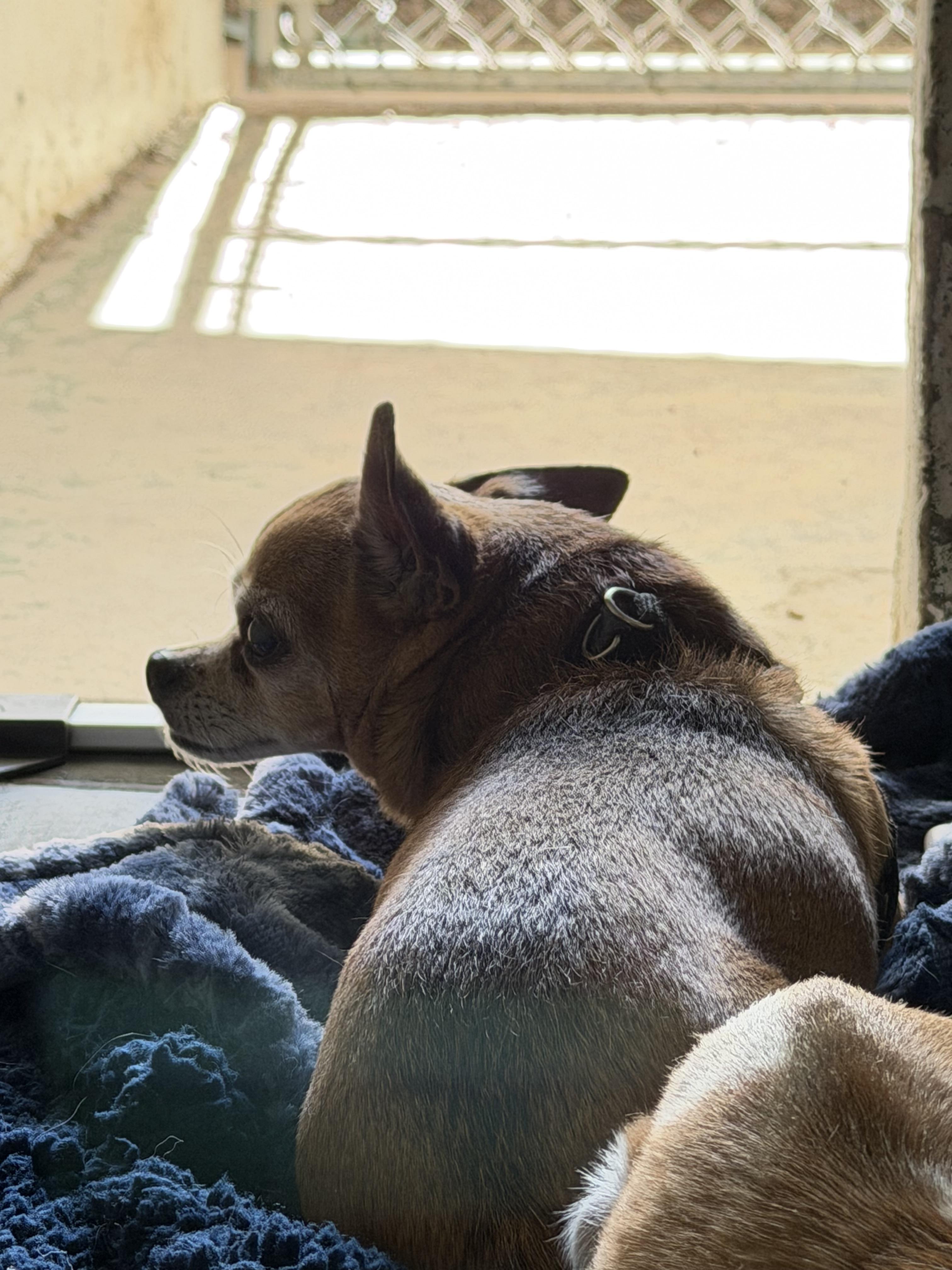 Enlarge Duke and Gidget, a ADOPTABLE Chihuahua in Globe, AZ image 2/2