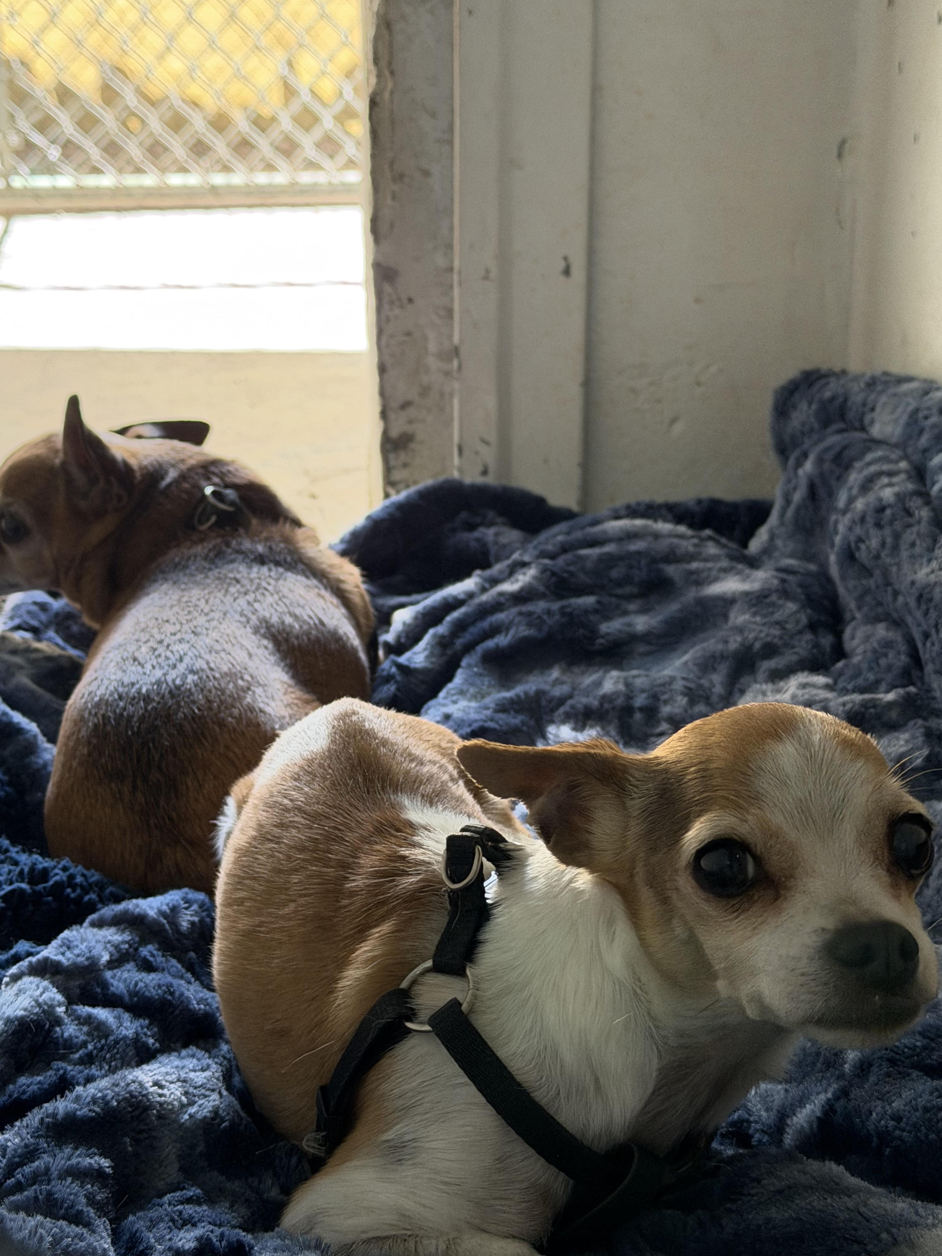 Enlarge Duke and Gidget, a ADOPTABLE Chihuahua in Globe, AZ image 1/2