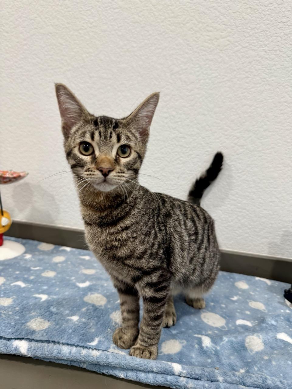 Storm, adopted, Kitten Male Domestic Short Hair.