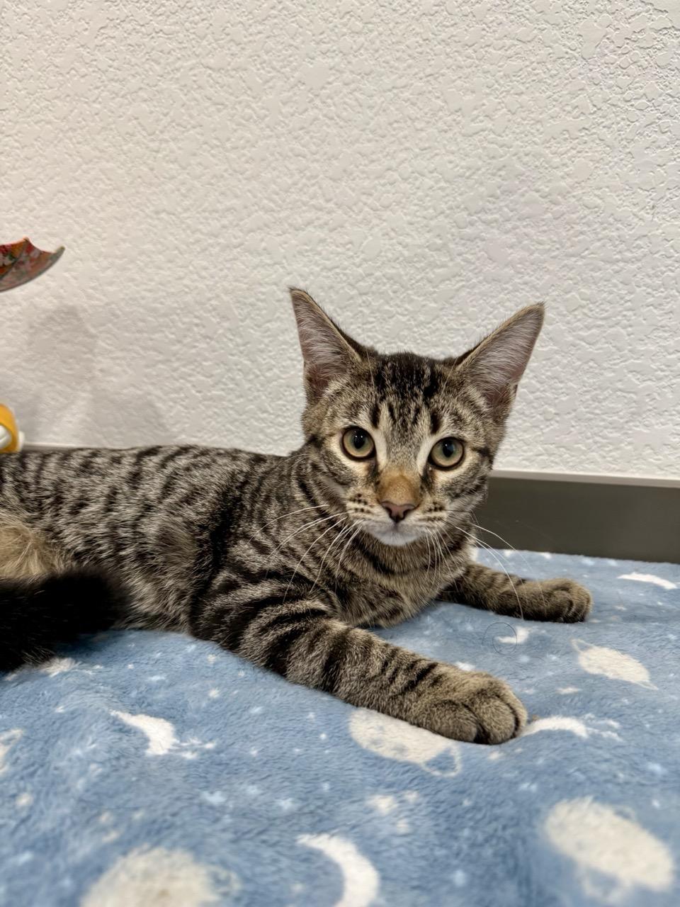 Storm, an adopted Domestic Short Hair in Las Vegas, NV image 2/2