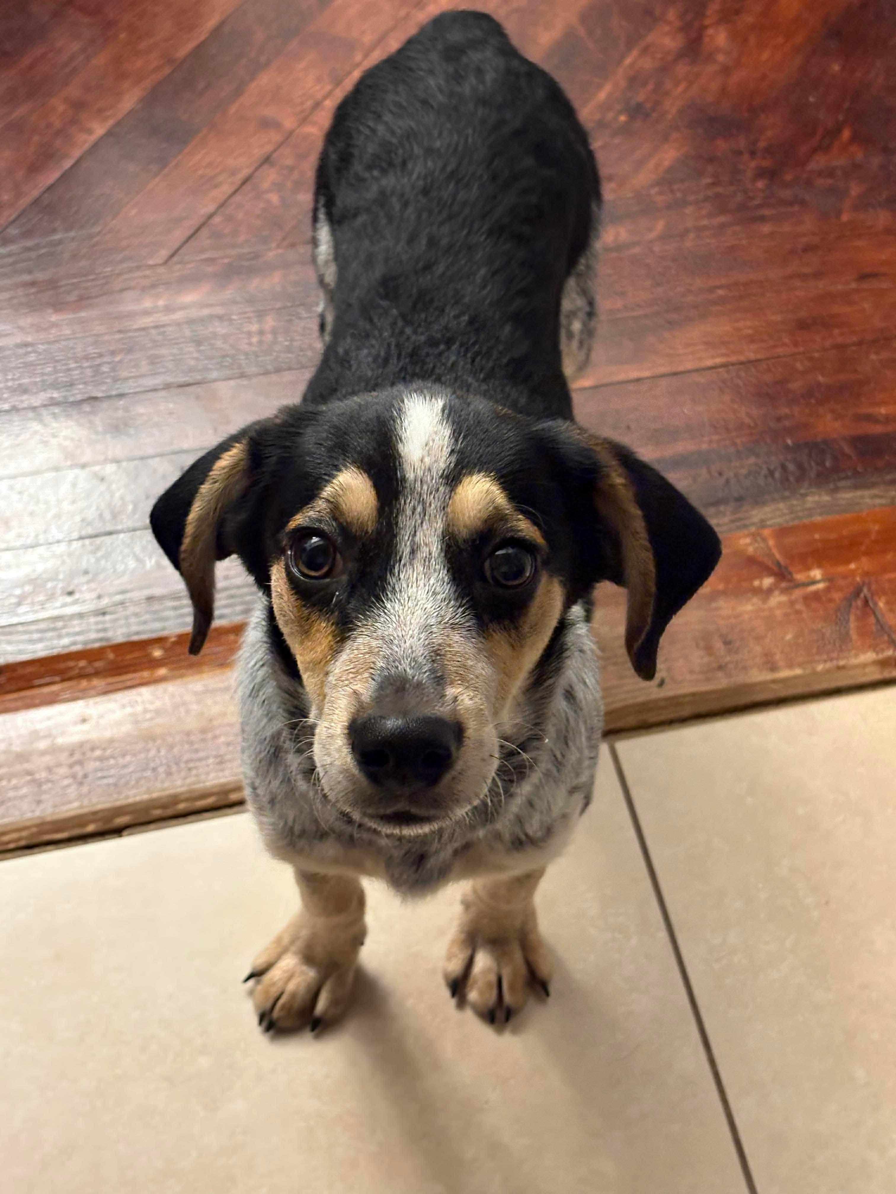 Jasper, Adoptable, Young Male Beagle.