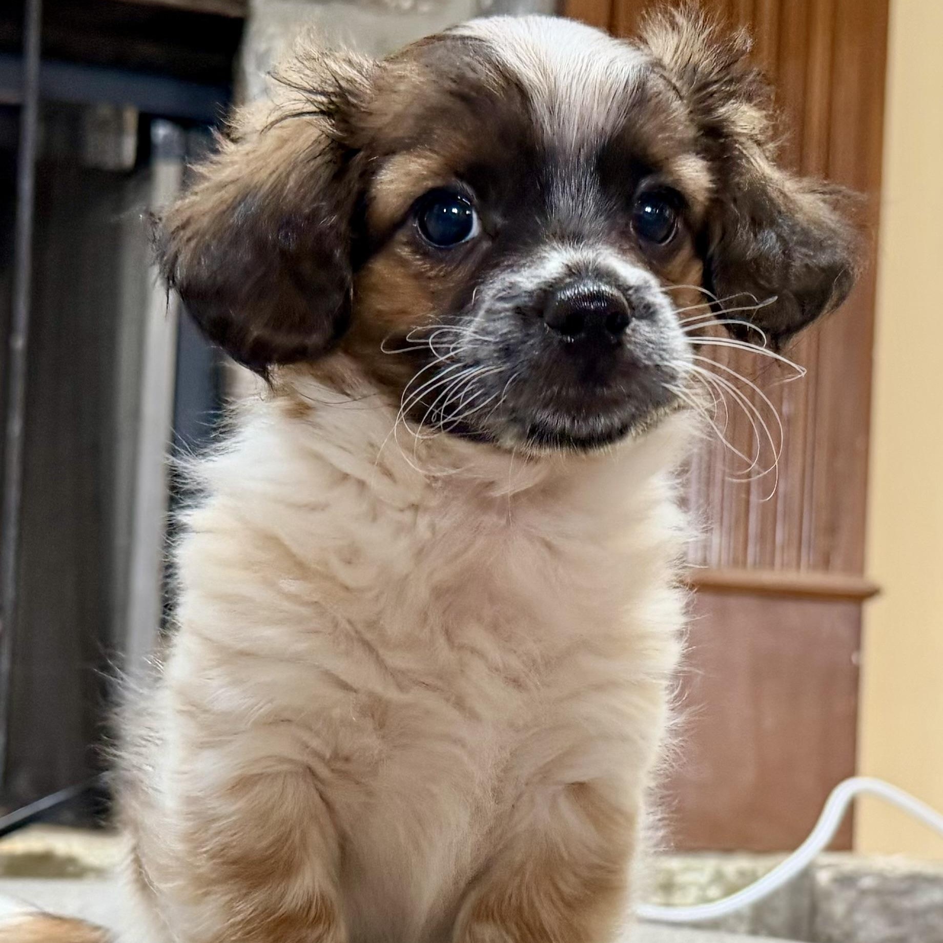 Linus Maverick, an adoptable mixed breed in Thompson's Station, TN image 2/2