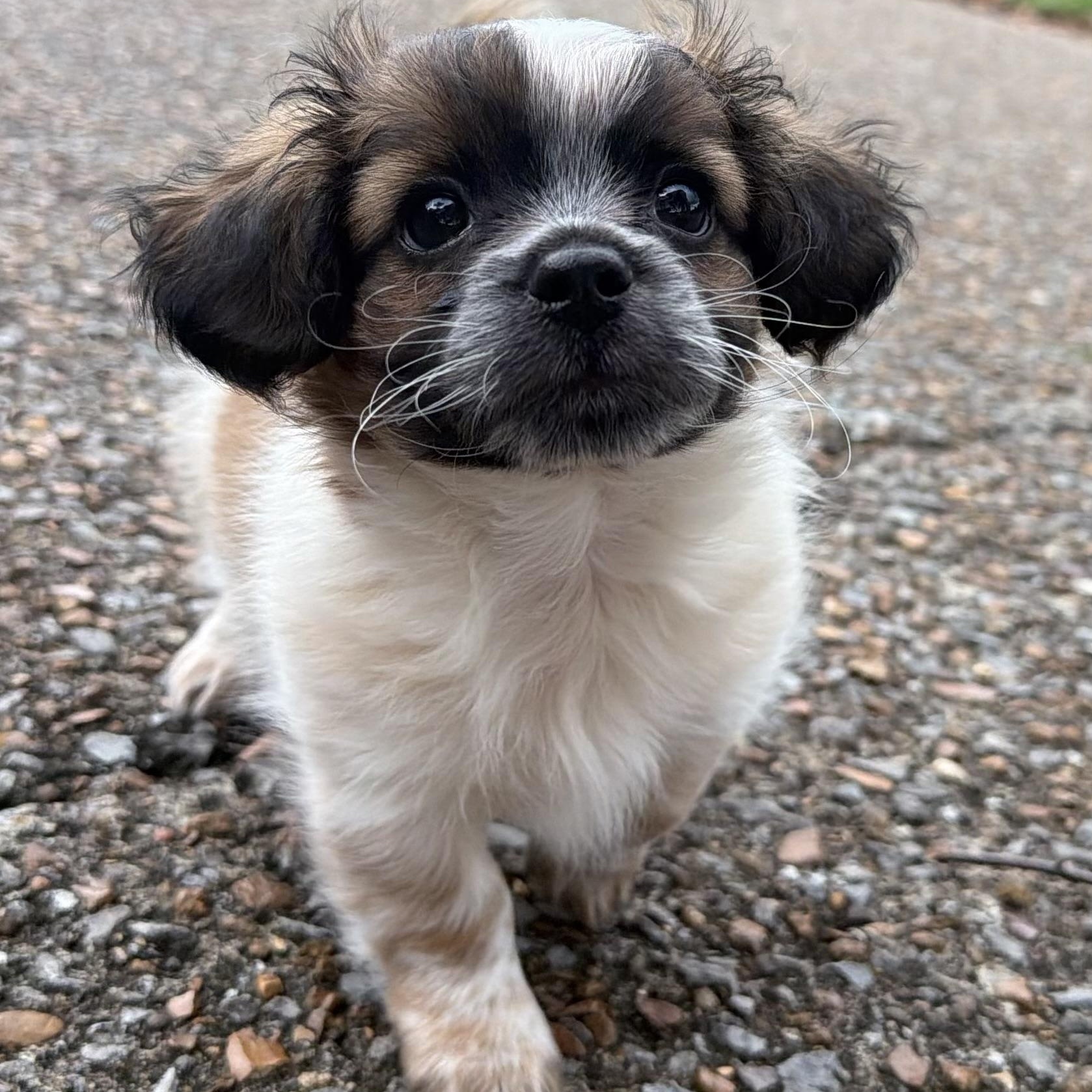 Linus Maverick, an adoptable mixed breed in Thompson's Station, TN image 1/2