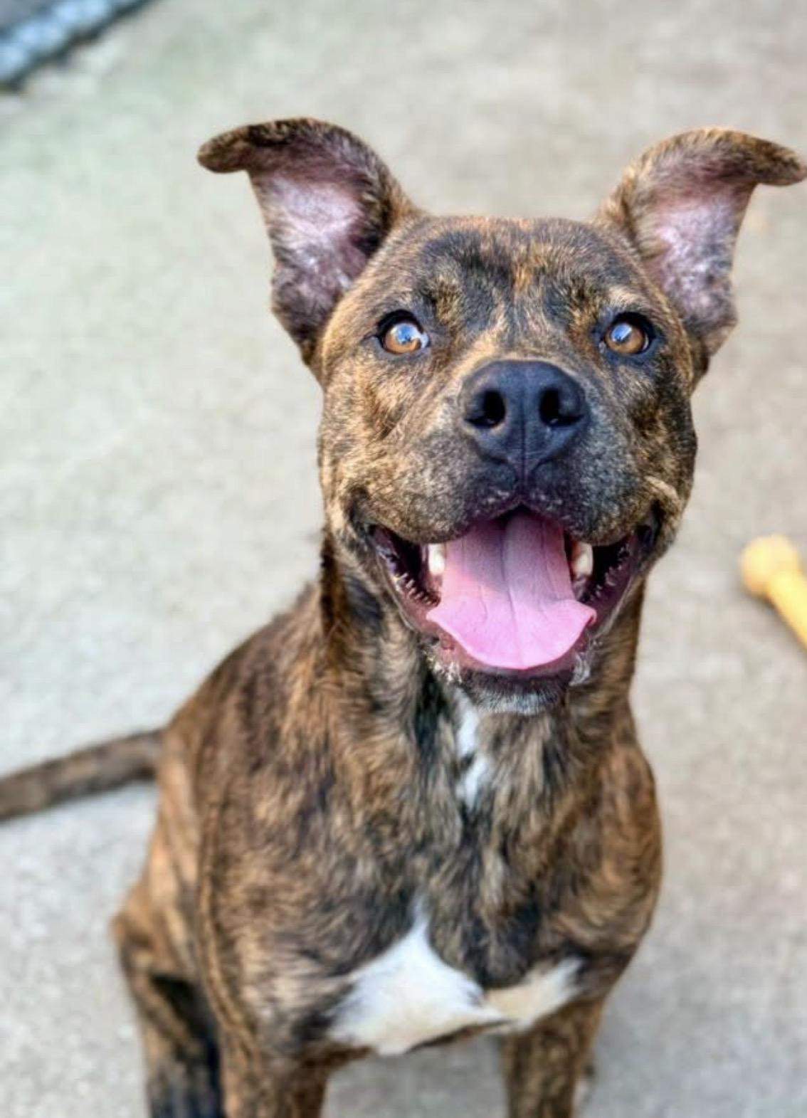 Enlarge Affogato, a ADOPTABLE Pit Bull Terrier in Chicago, IL image 4/5