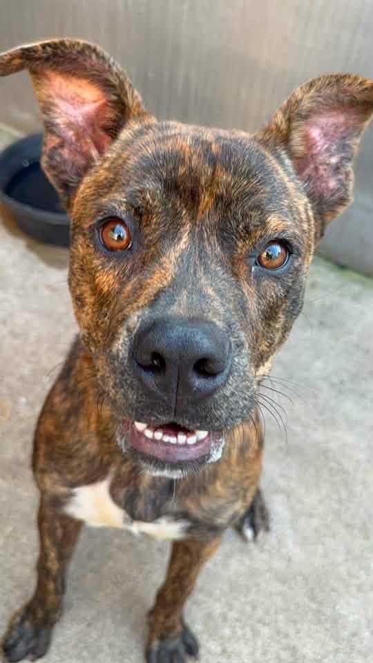 Enlarge Affogato, a ADOPTABLE Pit Bull Terrier in Chicago, IL image 2/5