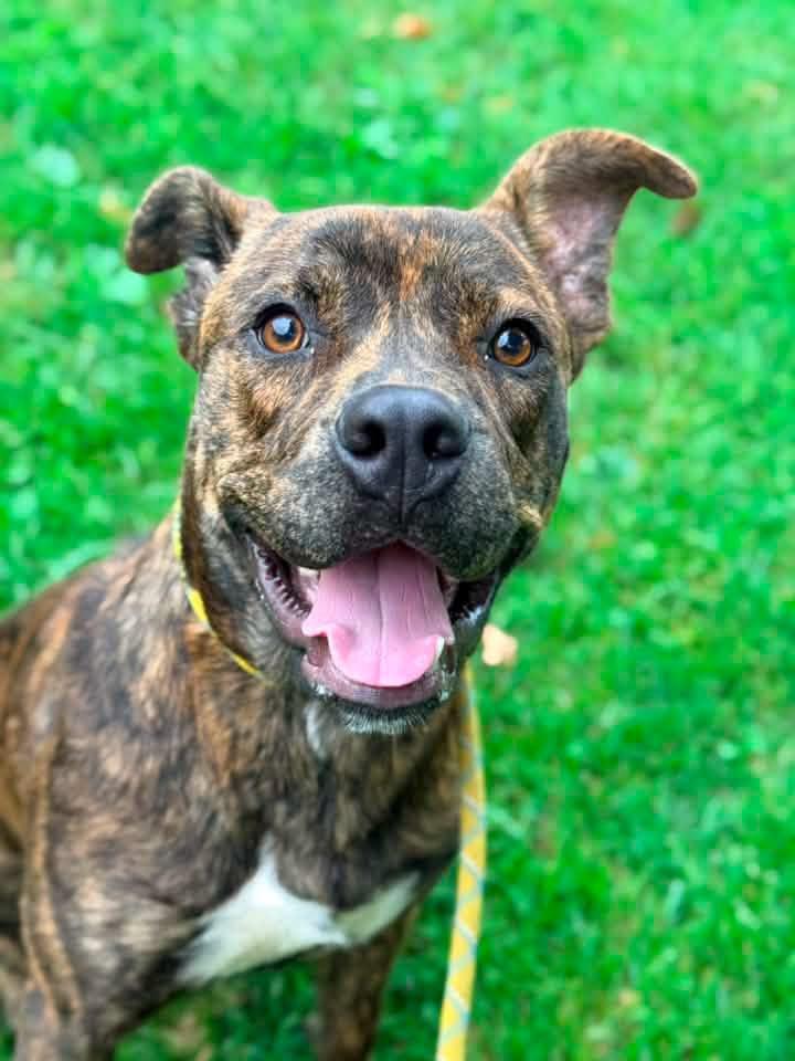 Enlarge Affogato, a ADOPTABLE Pit Bull Terrier in Chicago, IL image 3/5