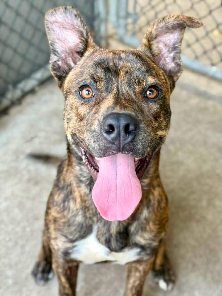 Affogato, ADOPTABLE, Adult Male Pit Bull Terrier.