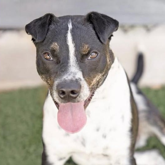 Dimitri, Adoptable, Young Male Mixed Breed.