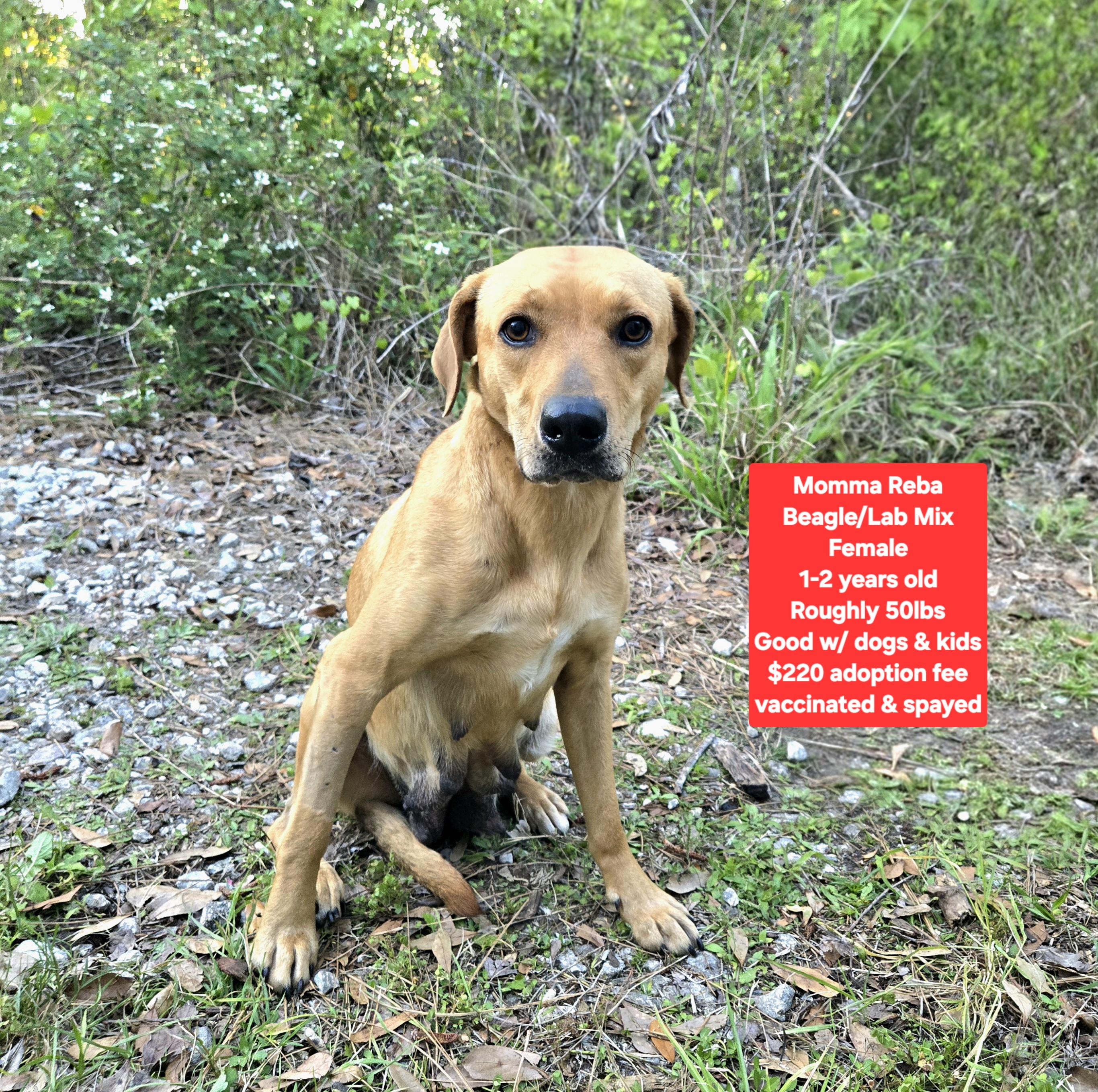 Momma Reba, ADOPTABLE, Adult Female Beagle & Labrador Retriever.