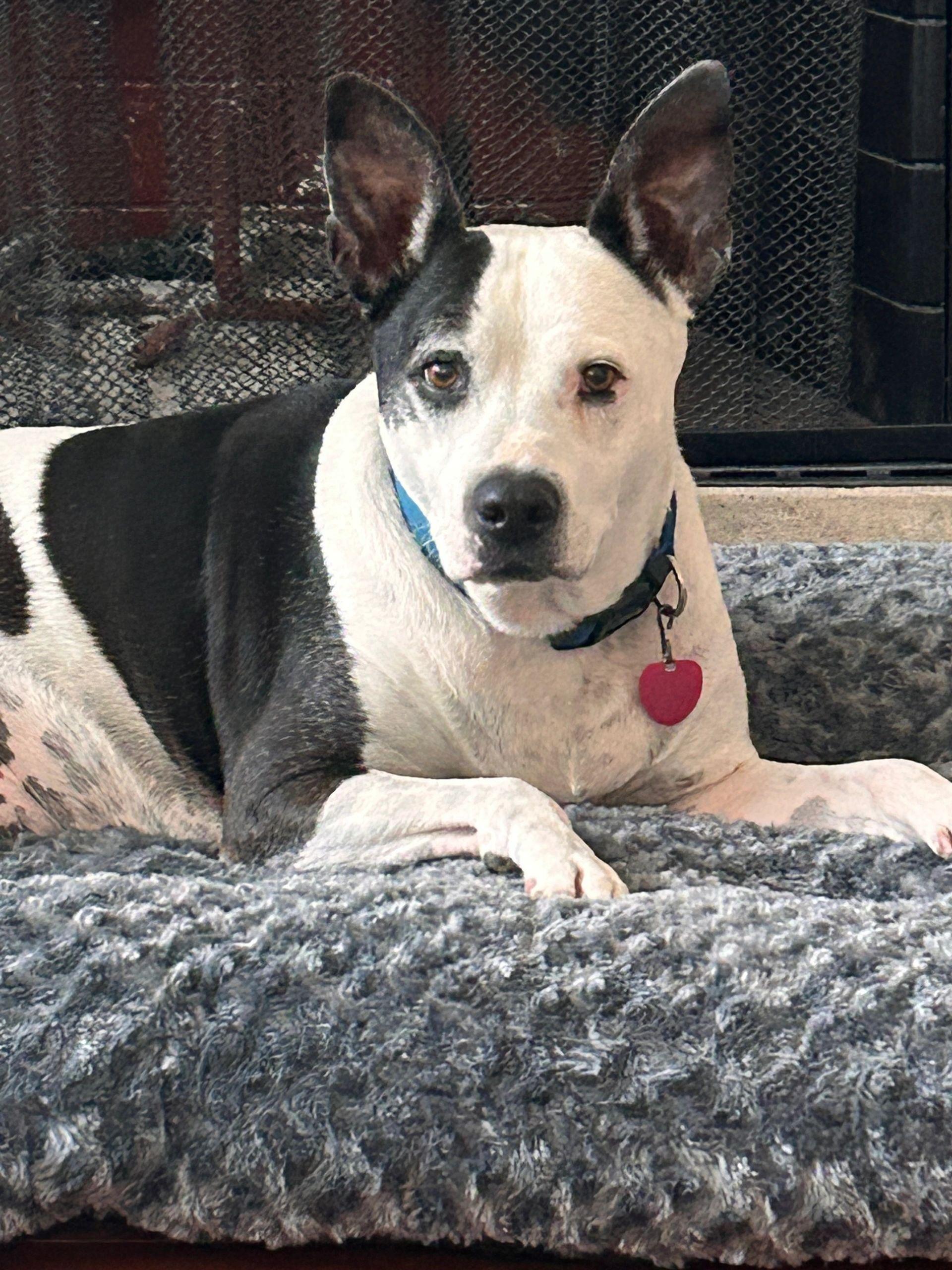 Enlarge Jack, a Adoptable mixed breed in Waterford, CT image 2/4